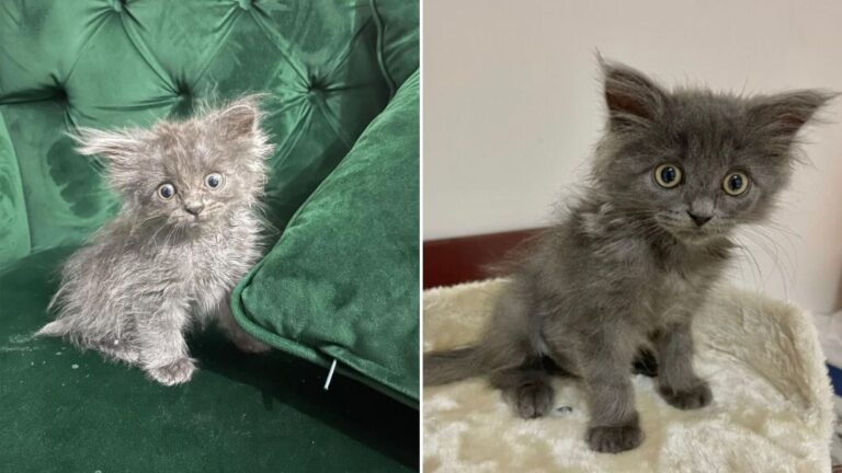 nebelung kitten