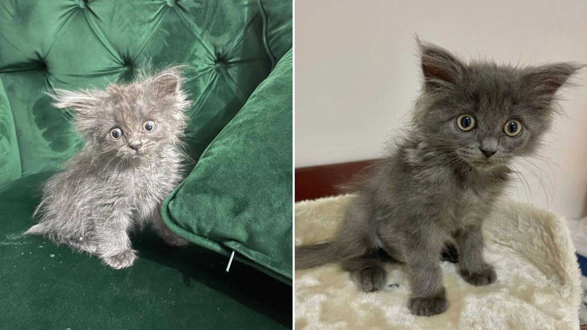 nebelung kitten