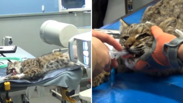 injured bobcat gets second chance