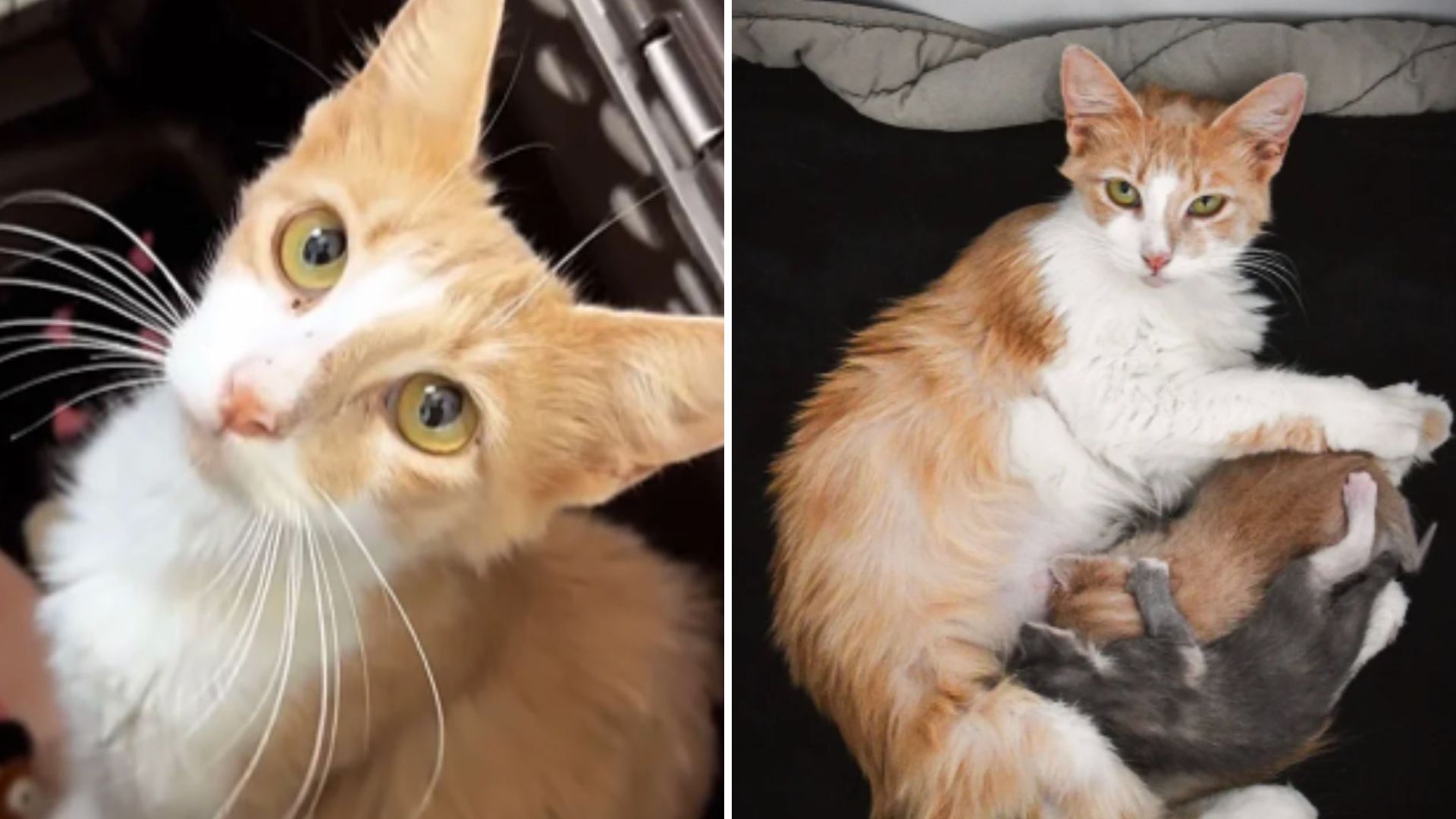 Neglected Cat Found Curled Up In A Field In Florida, Guarding Something Precious