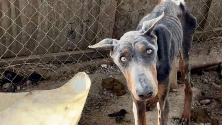 neglected doberman