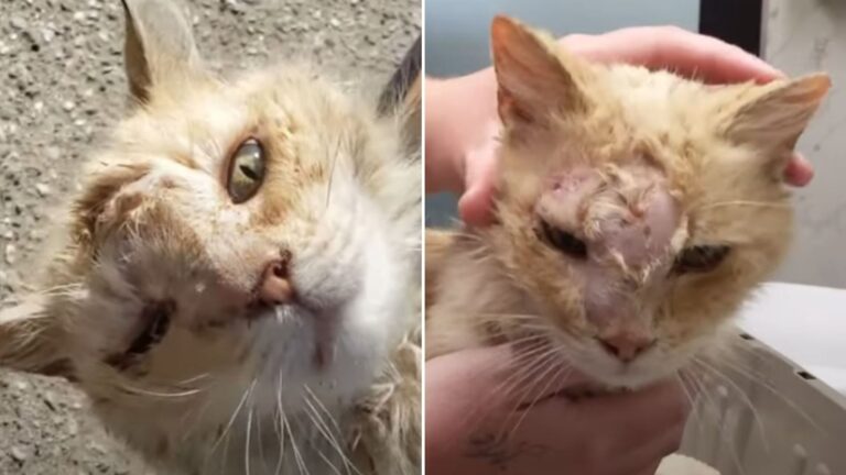 cat rescued from streets