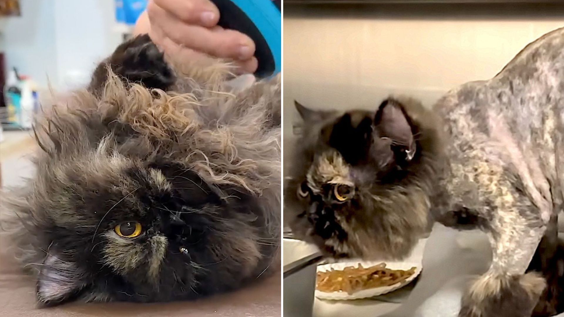 Neglected Persian Cat Found On California Streets Looks Completely Different Now
