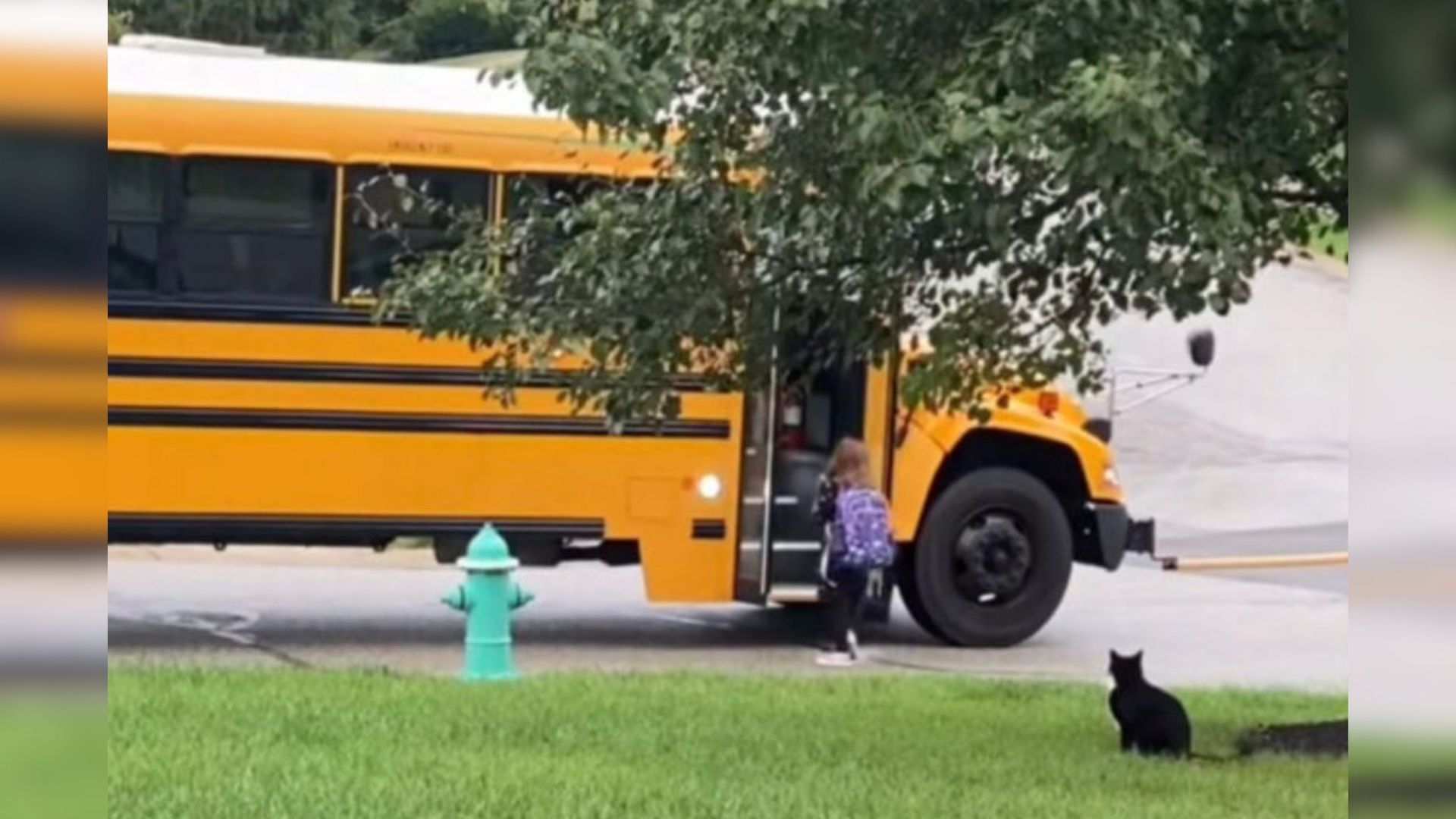Nevada Cat Turns Hero, Escorting Little Girl To The Bus Every Morning