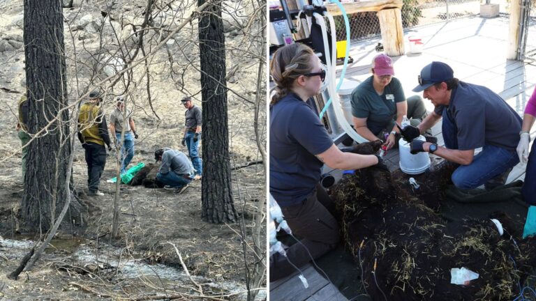 Nevada Firefighters Rush Into Wildfire To Save A Bear No One Thought Would Survive