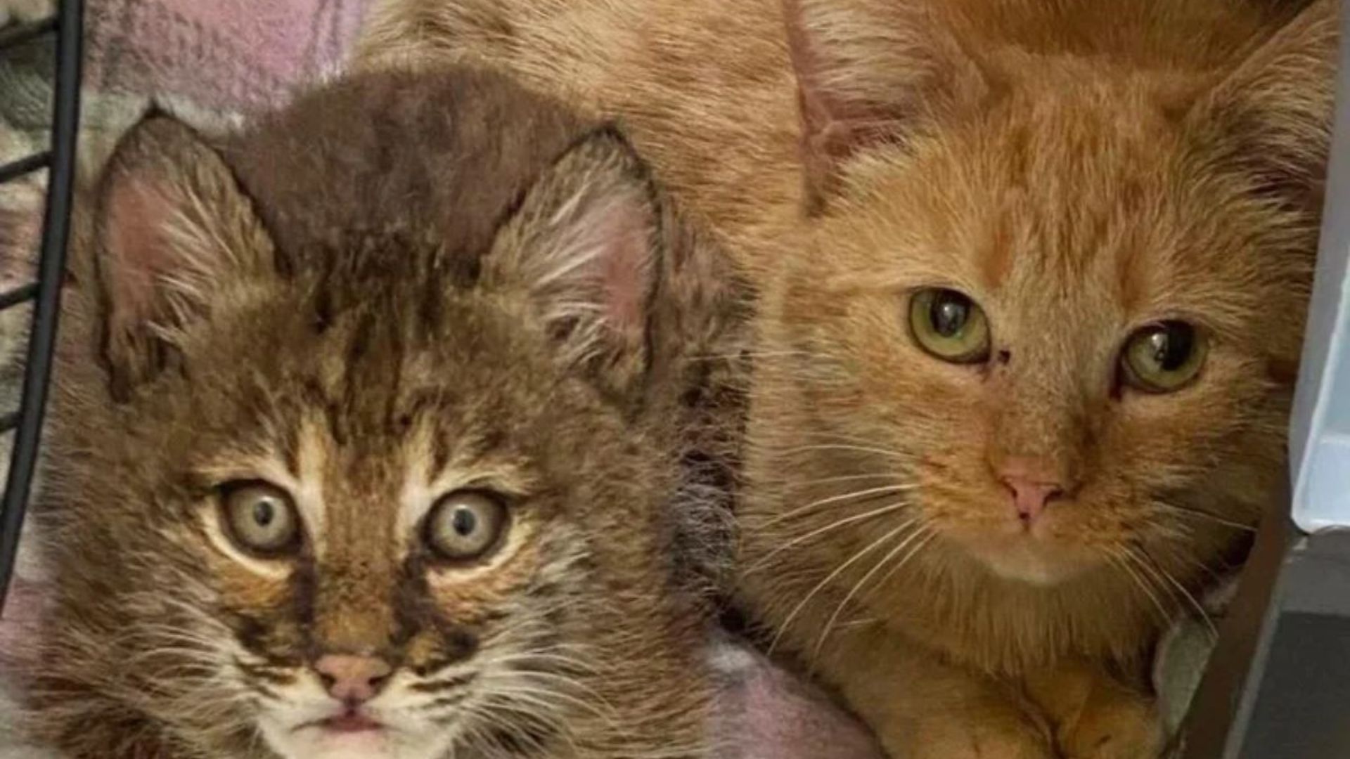 New Hampshire Shelter Cat Nurtures An Unusual Kitten Unlike Any She’s Ever Raised