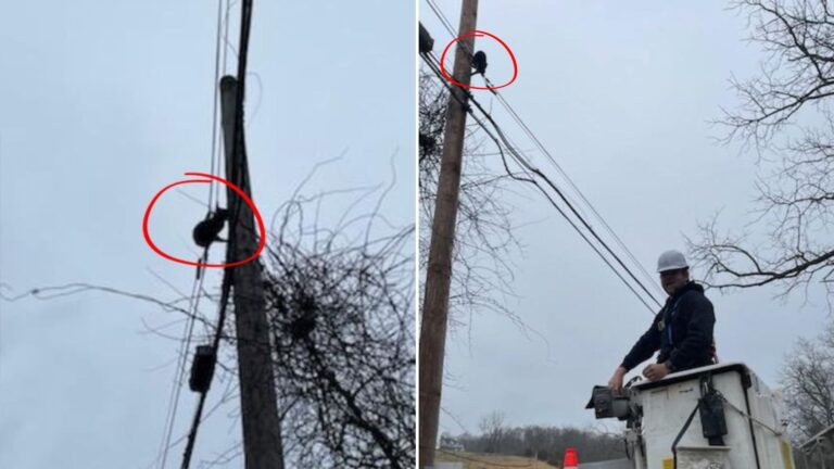 cat stranded on utility pole