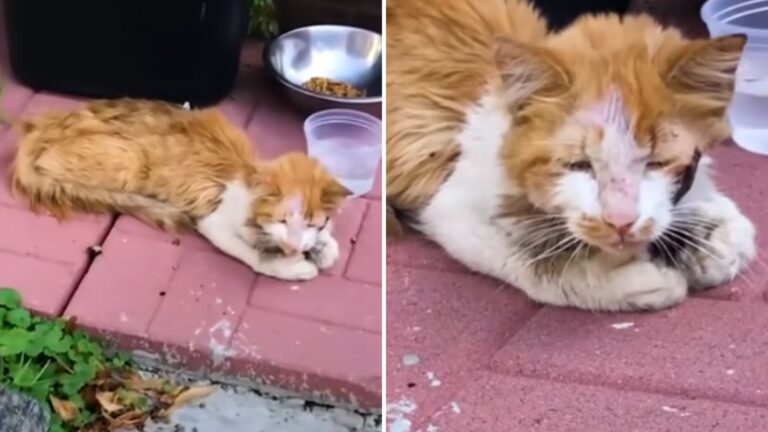malnourished cat