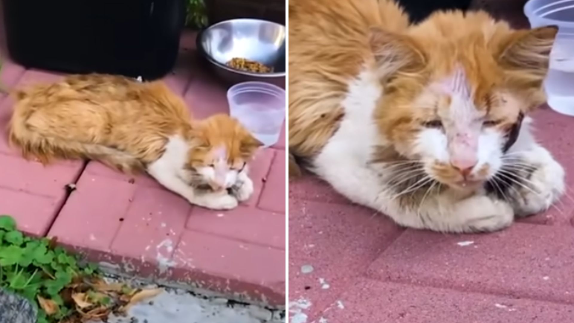 malnourished cat