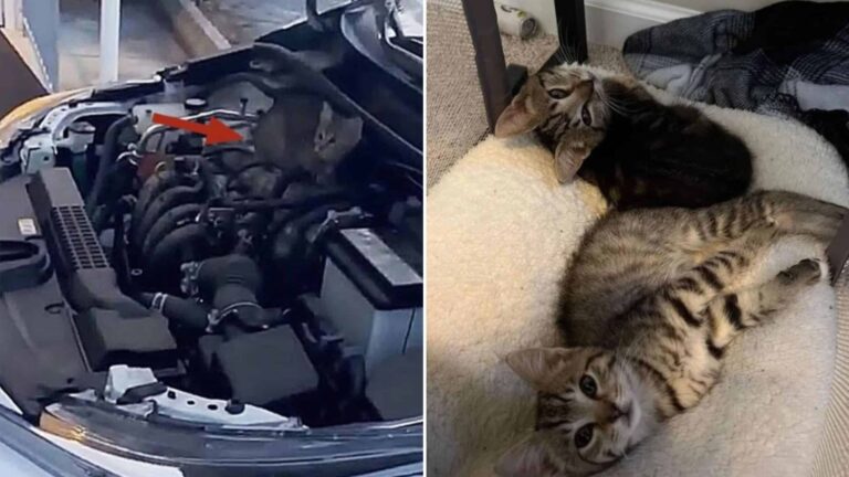 kittens in a car hood