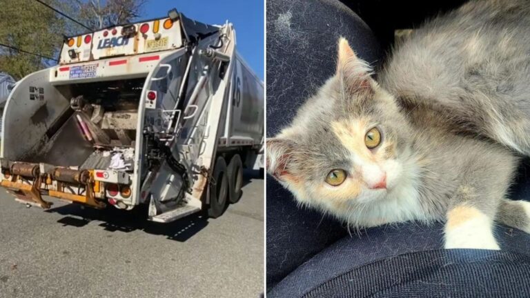 New Jersey Man Rushes To Save A Helpless Kitten Stuck In A Trash Compactor