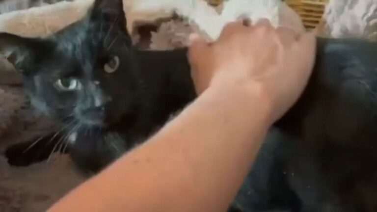 plumber saves pregnant cat stuck in vent