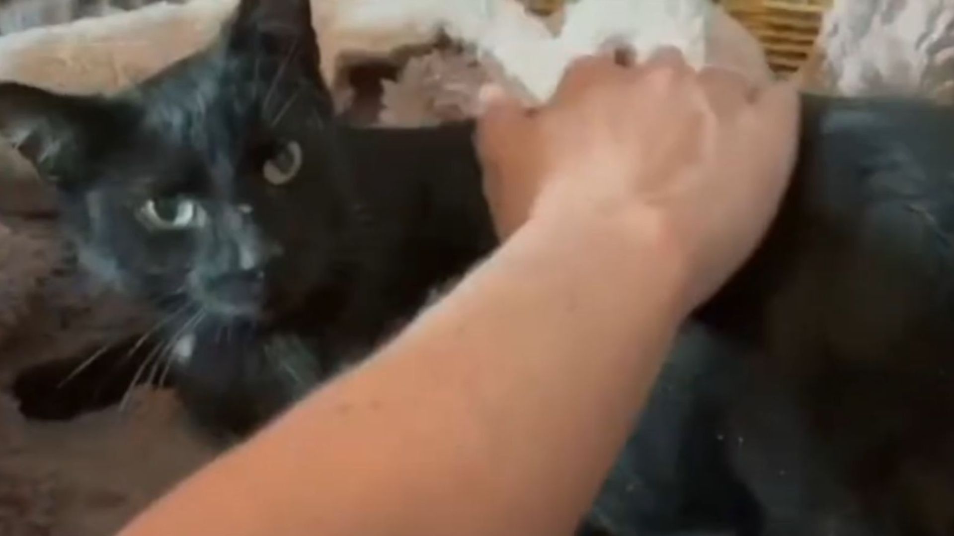 plumber saves pregnant cat stuck in vent