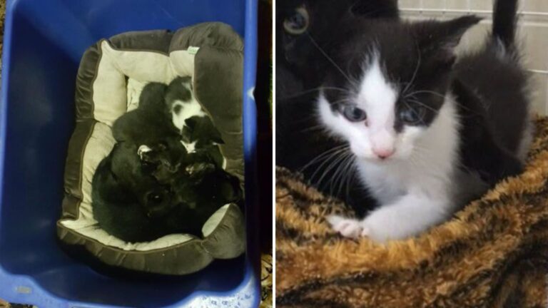 cat family found in laundry basket