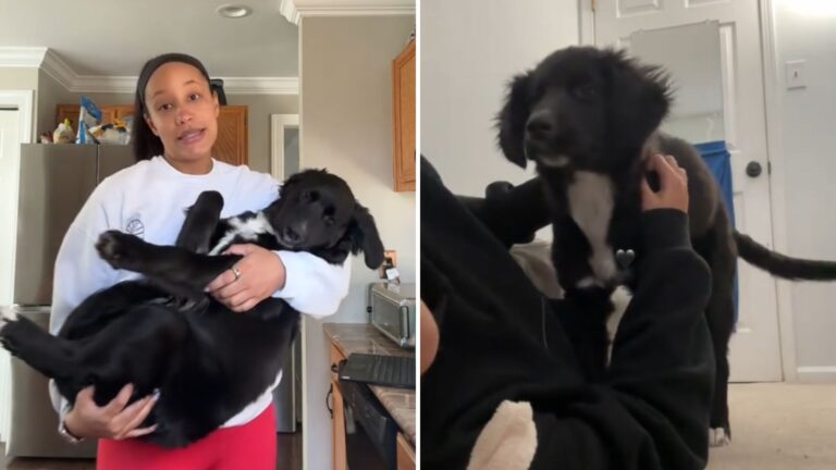 New Jersey Woman Runs A DNA Test On Her Dog, What She Learns Leaves Her In Shock