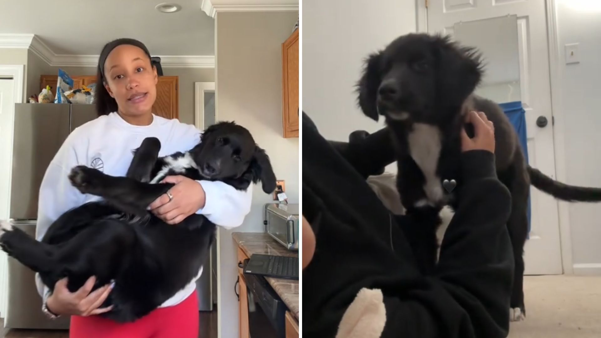 New Jersey Woman Runs A DNA Test On Her Dog, What She Learns Leaves Her In Shock