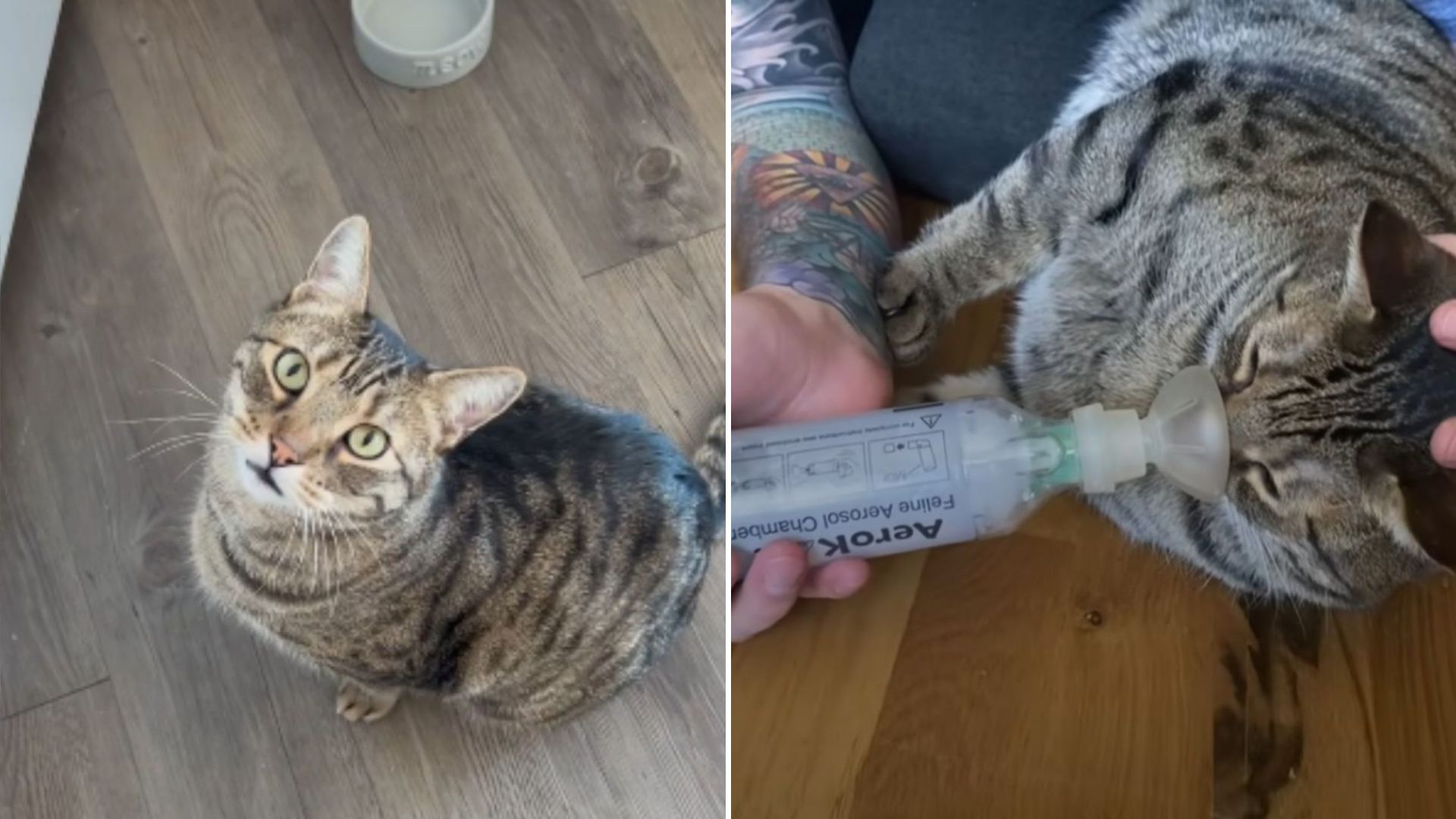 cat coughing