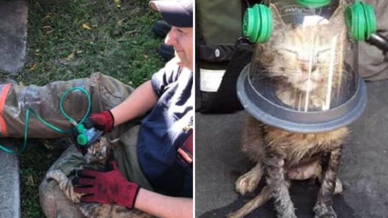 firefighters saving the kitten