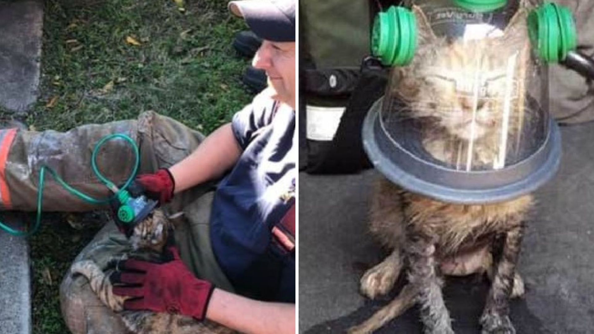 firefighters saving the kitten
