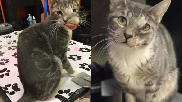 New York Cat With A Giant Tumor On Her Face That Nearly Cost Her Life Beats The Odds