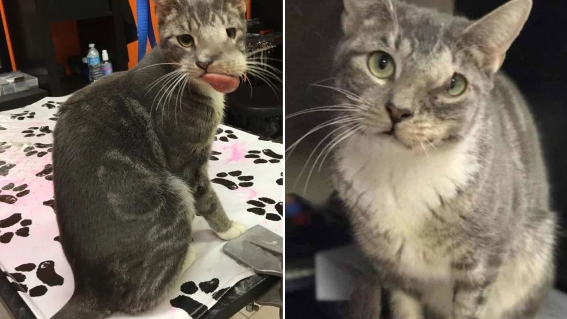 New York Cat With A Giant Tumor On Her Face That Nearly Cost Her Life Beats The Odds