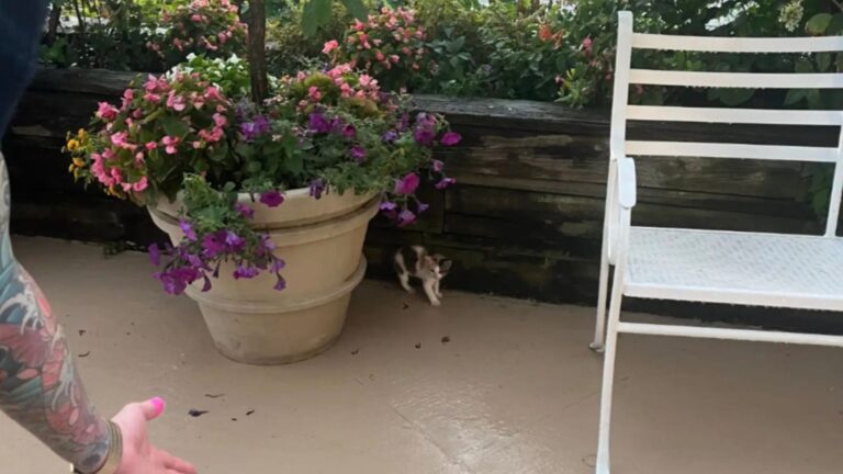couple finds kitten
