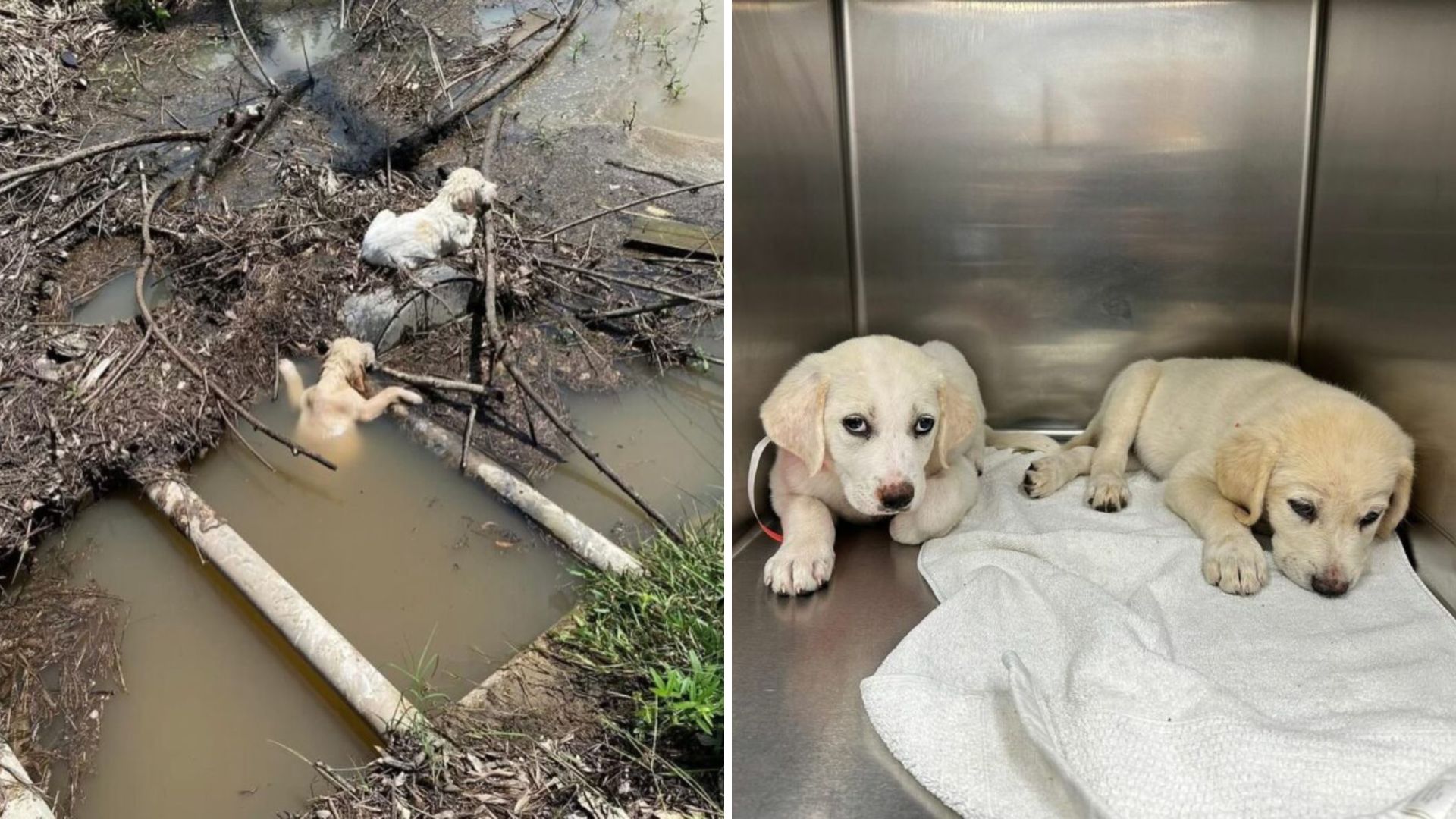 puppies in water