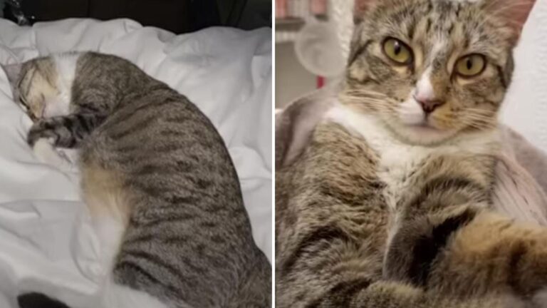 New York Foster Cat’s Moody Behavior Had Everyone Puzzled, Until The Truth Came Out