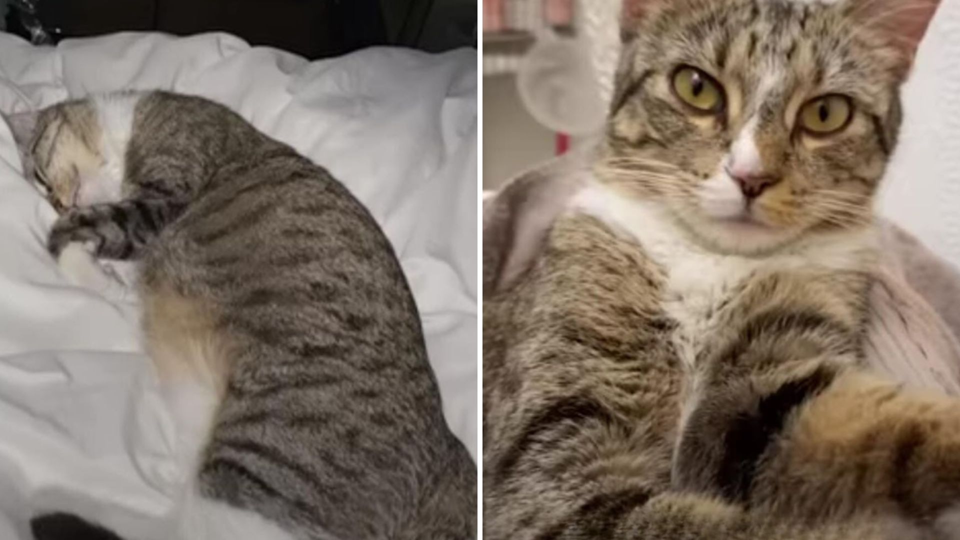 New York Foster Cat’s Moody Behavior Had Everyone Puzzled, Until The Truth Came Out