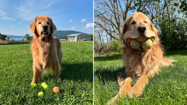 golden retriever