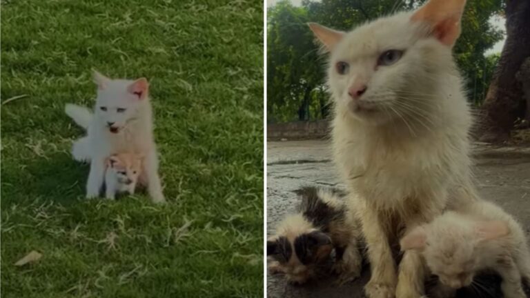 New York Man Discovers Cat Family In Need, Only To Return To A Tragic Scene
