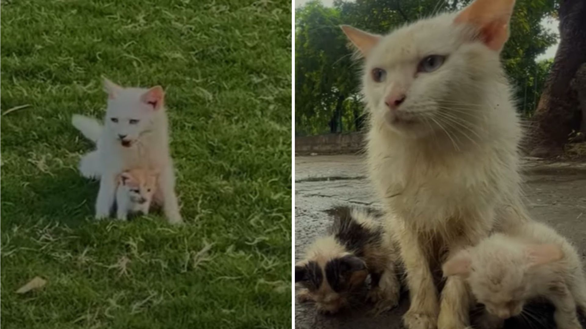 New York Man Discovers Cat Family In Need, Only To Return To A Tragic Scene