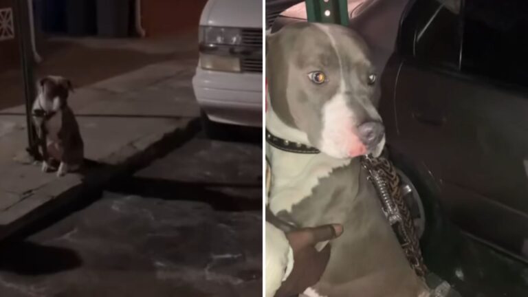 dog found tied to a pole