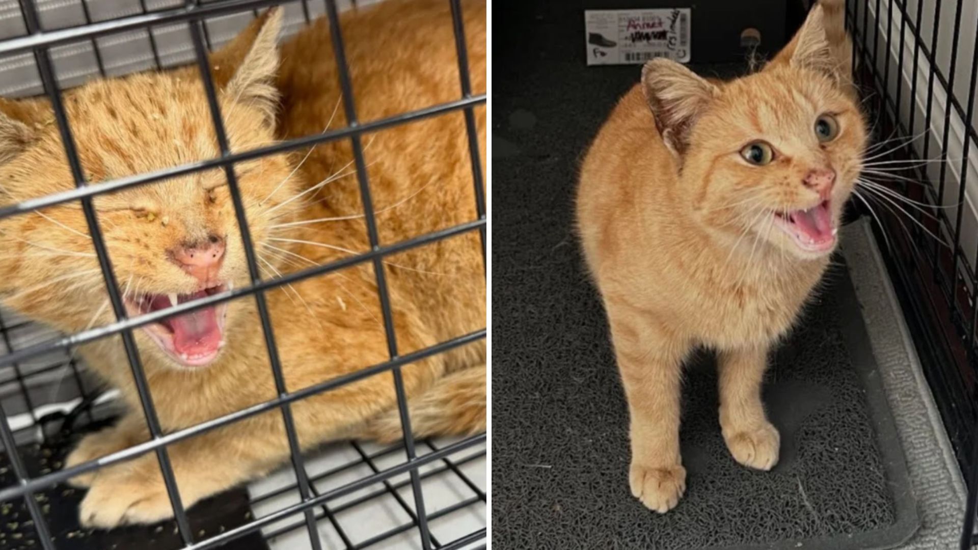 New York Rescue Mission For Pregnant Cat Takes An Unexpected Twist