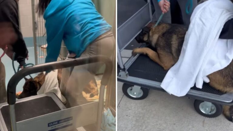 dog refusing to walk