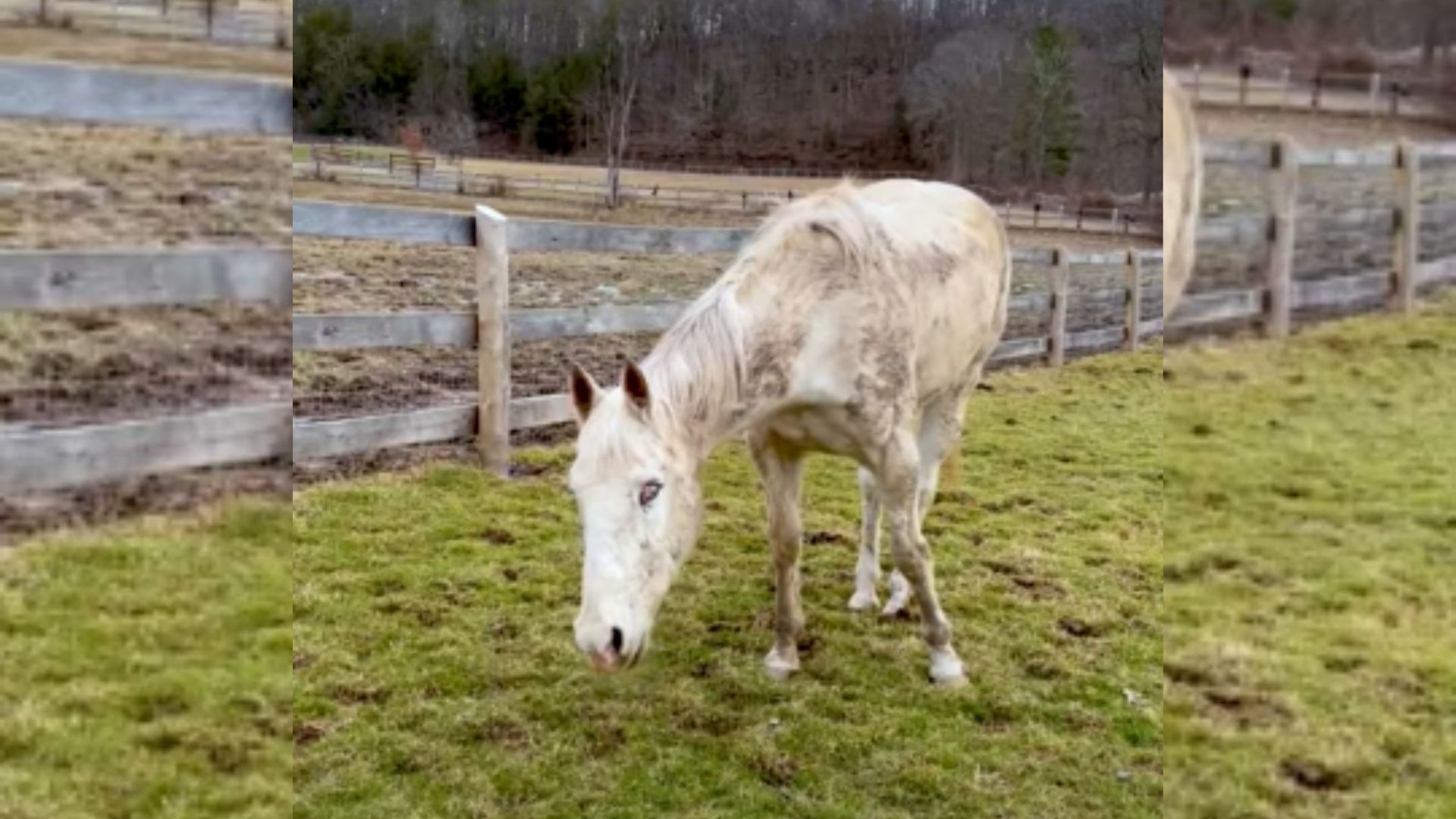 New York Rescuers Save Blind Horse From Years Of Neglect And Hardship