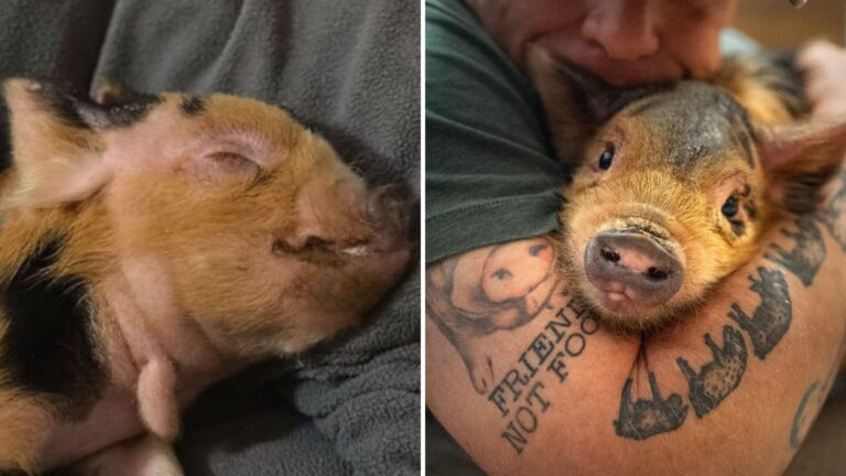 tiny piglet
