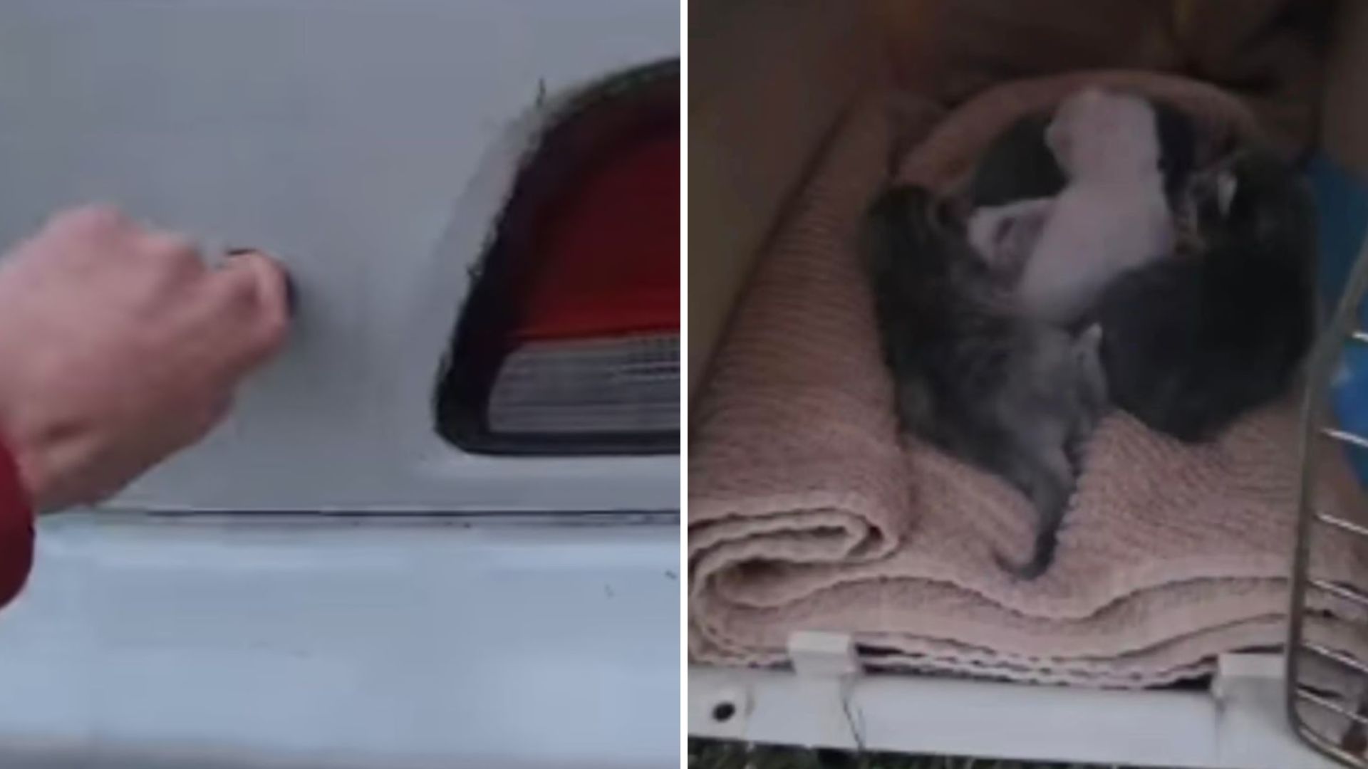 cat hiding in a car