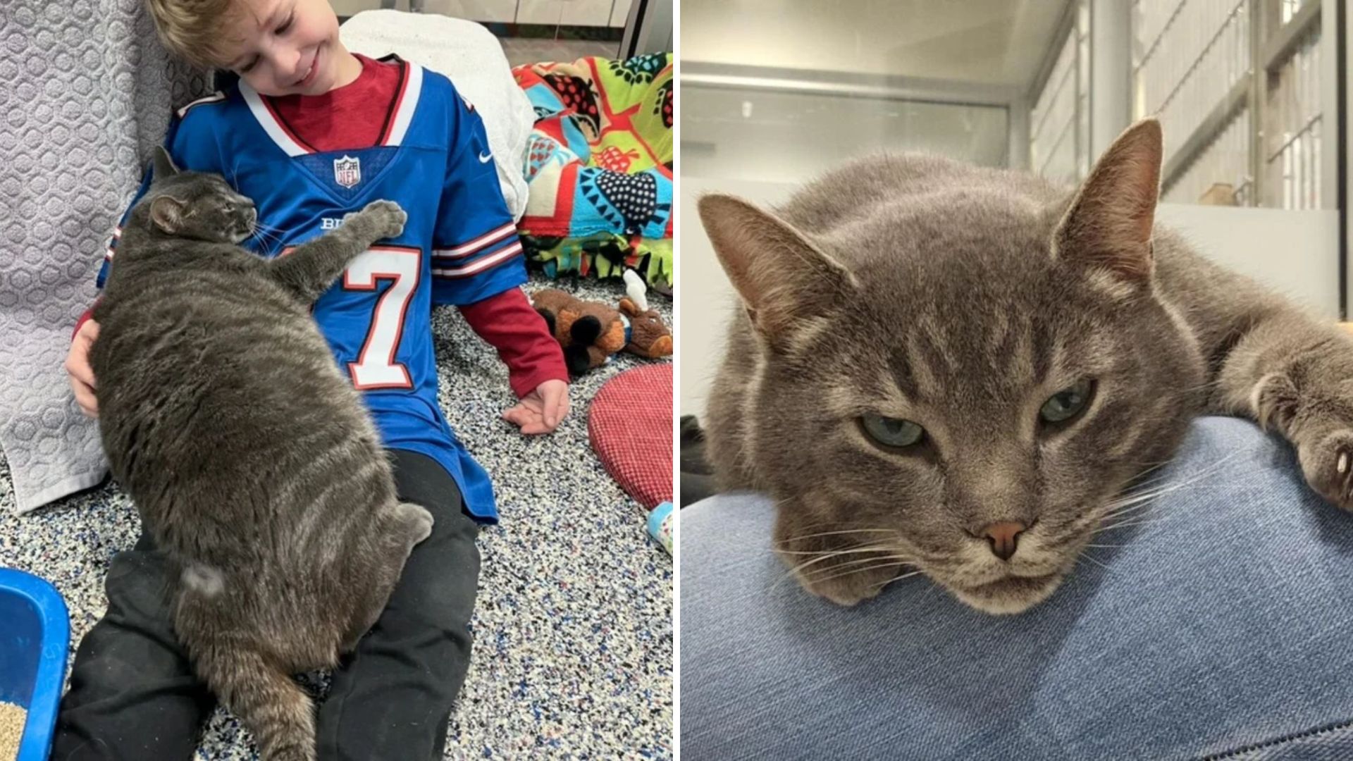 New York Shelter Cat Clings To Every Visitor With Hugs, Desperate For A Forever Home