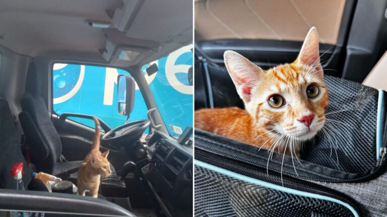 stray kitten