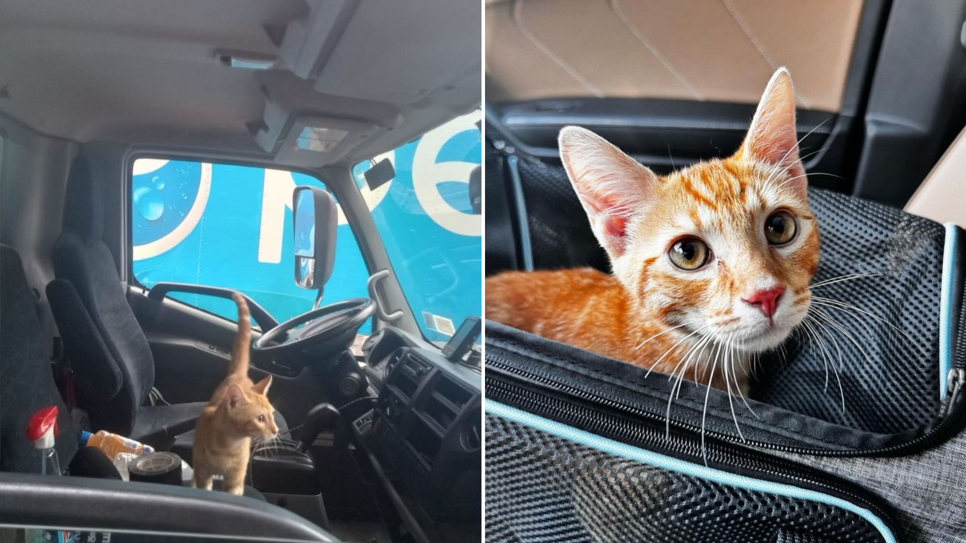 stray kitten