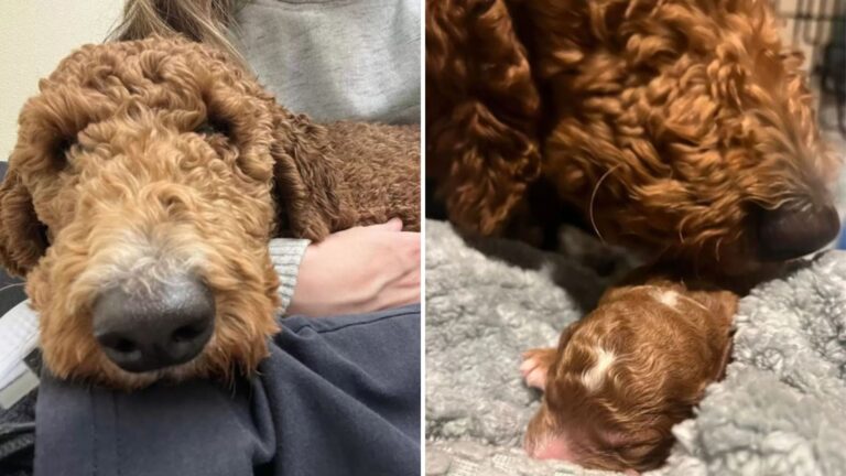 adopted poodle