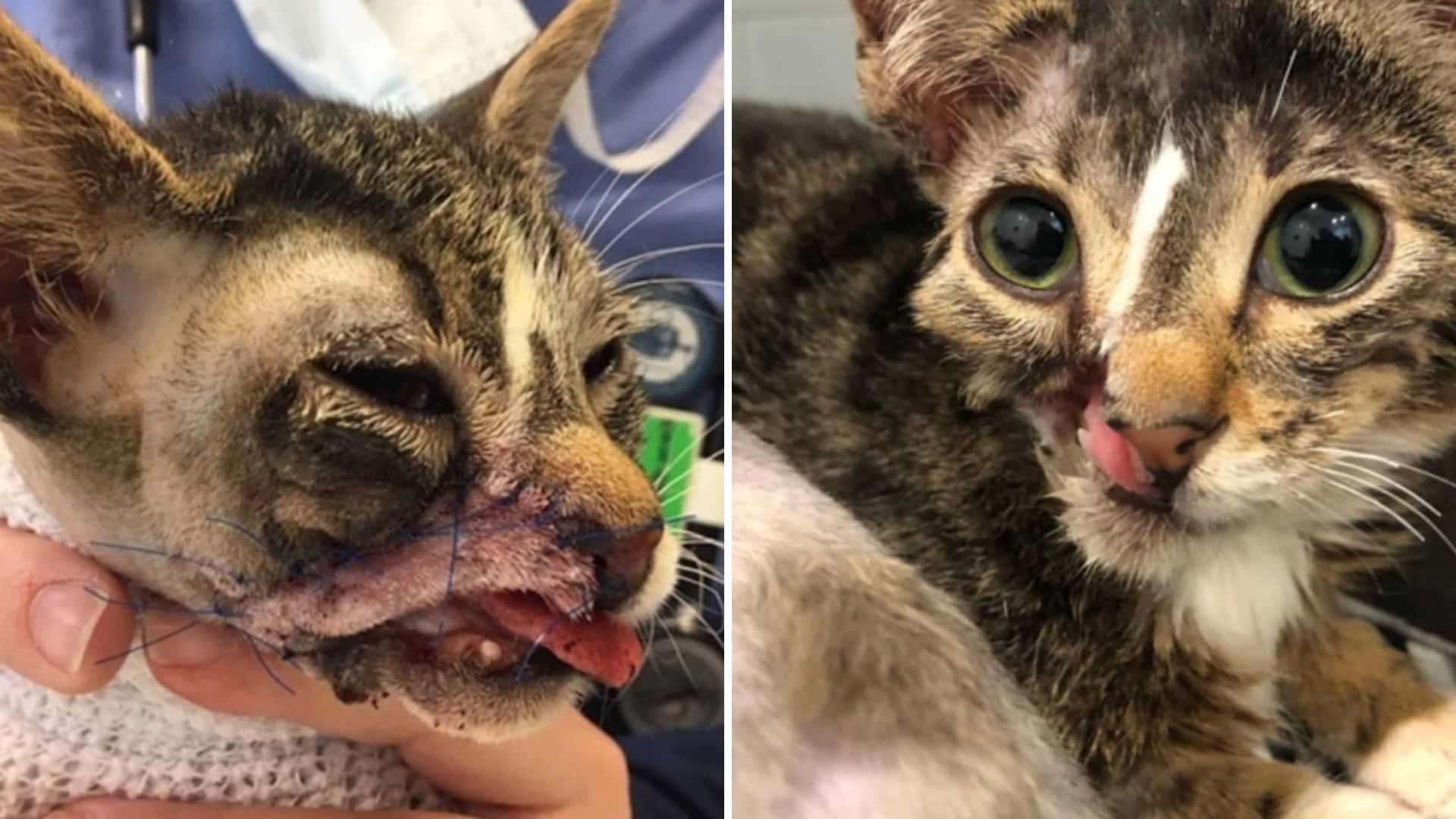 cat with different appearance