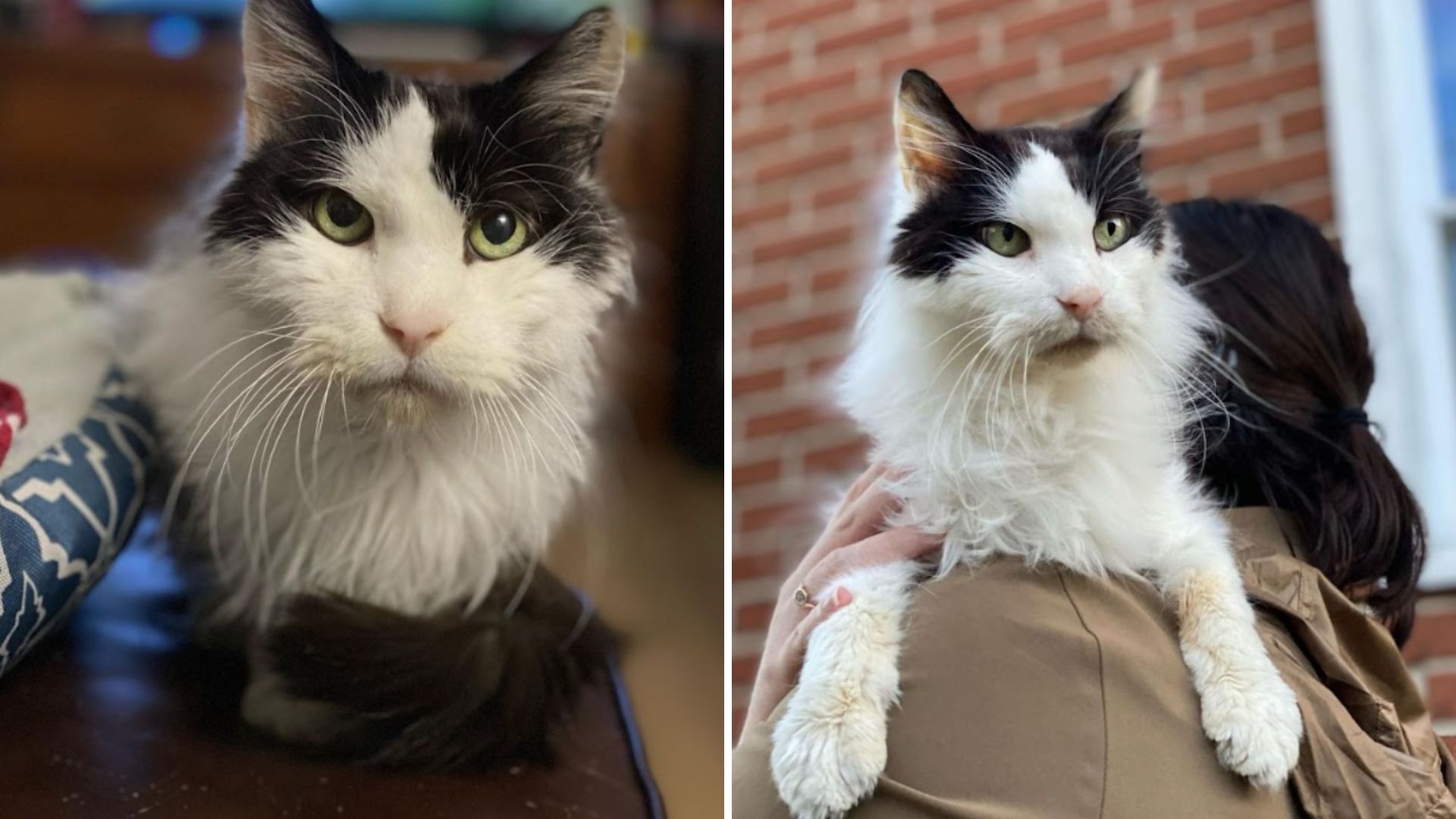 senior fluffy cat