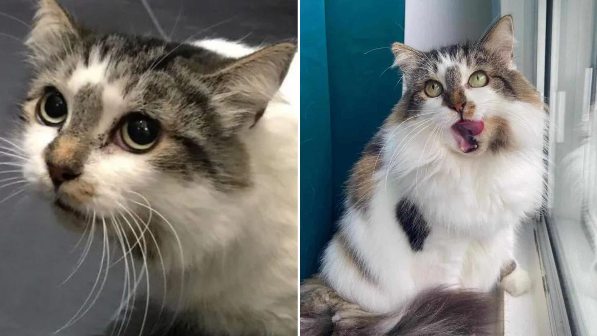 rescued stray cat