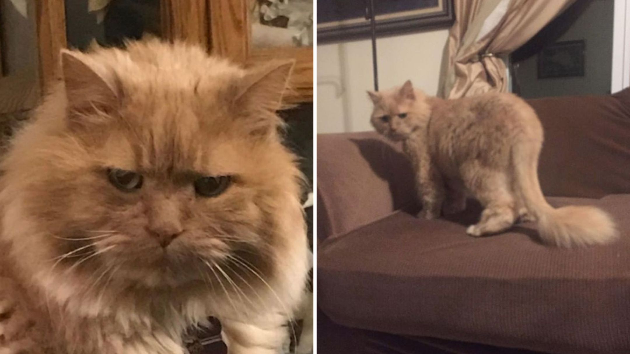 shelter cat