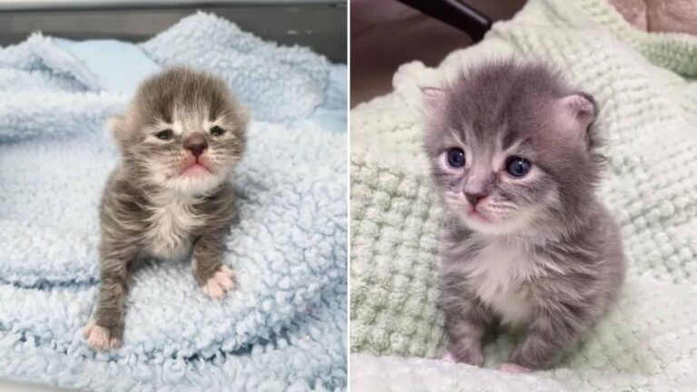 abandoned kitten