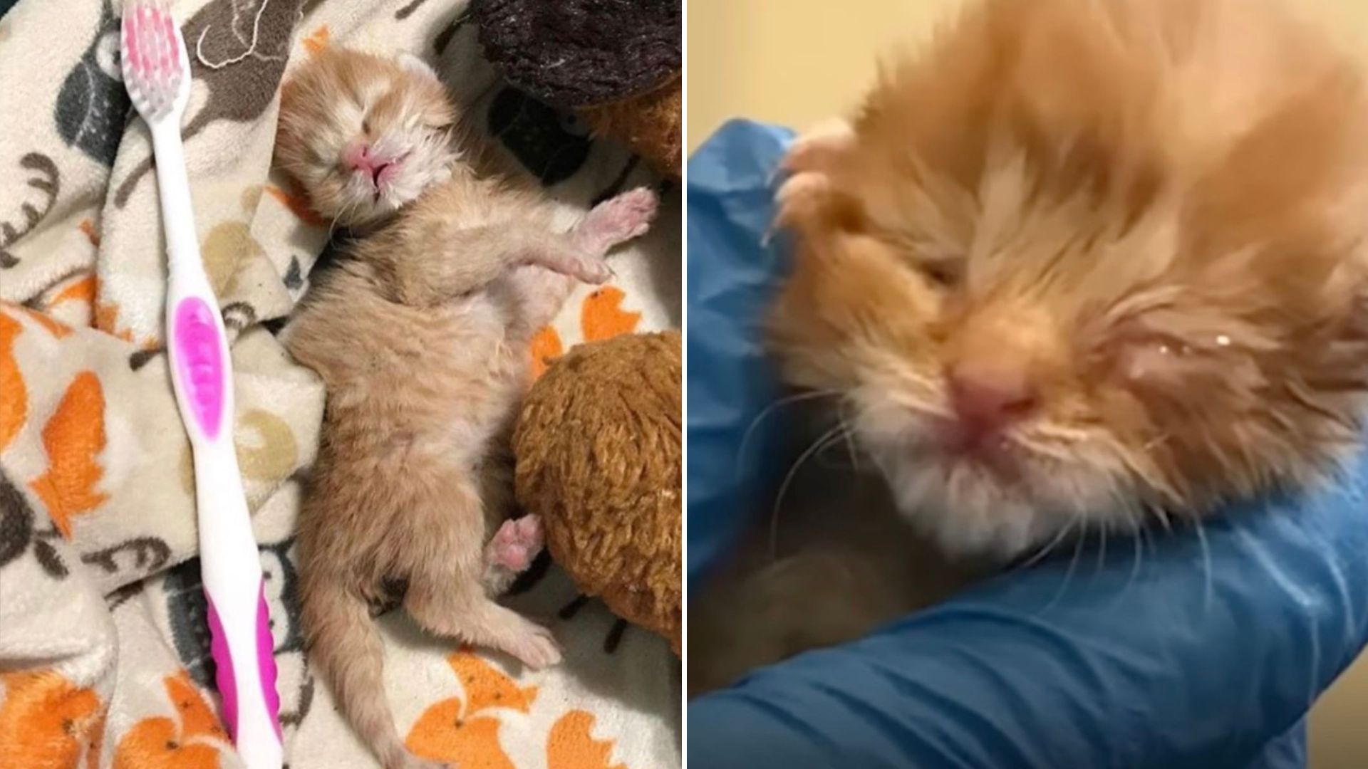 Newborn Kitten From California Fights A Dangerous Virus After Being Shoved Into A Tissue Box