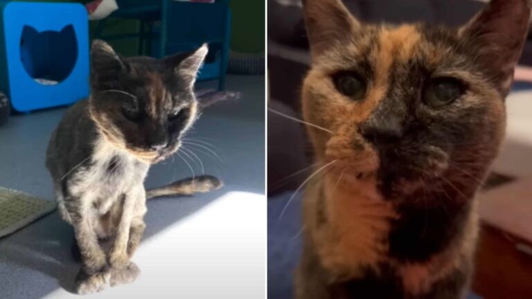 deaf cat