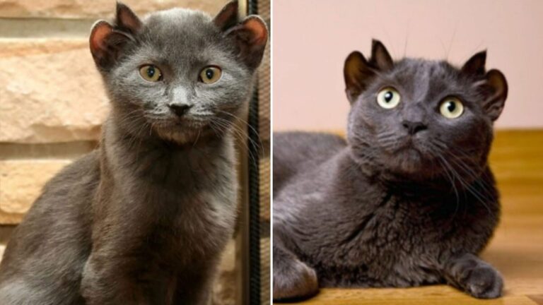 No One Wanted This Four-Eared Cat Until A Chicago Couple Stepped In To Change His Fate